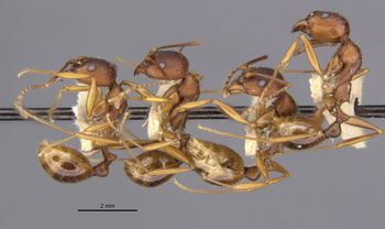 Media type: image;   Entomology 20613 Aspect: habitus lateral view 3